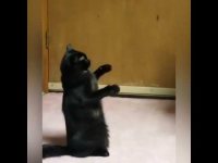 Kedi Videoları - Gülme Garantili 🤣🤣